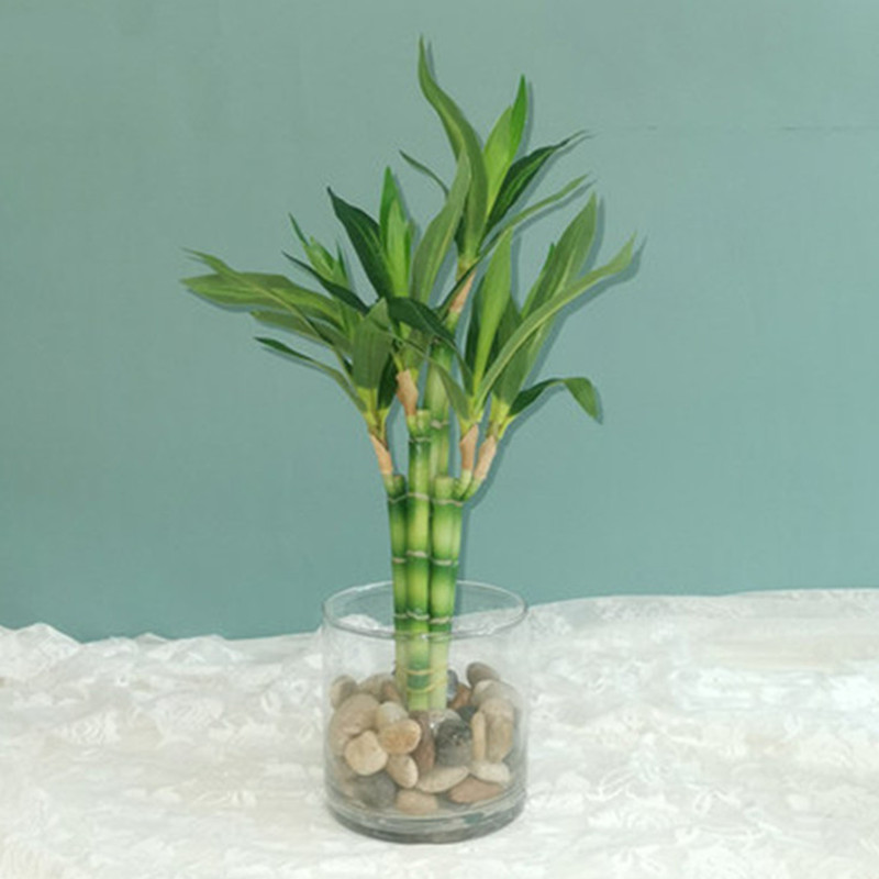 Aquarium Marine Fish - Nowy 40cm rFtificial Lucky Bamboo Succulent